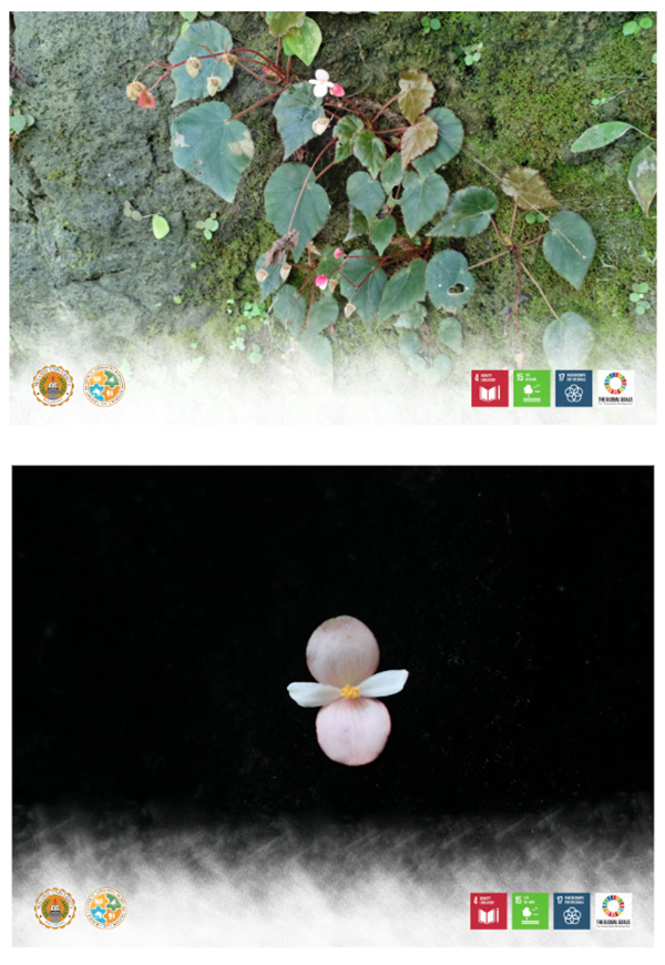 Misamis University Researchers Contribute to Discovery of New Begonia Species in Mindanao